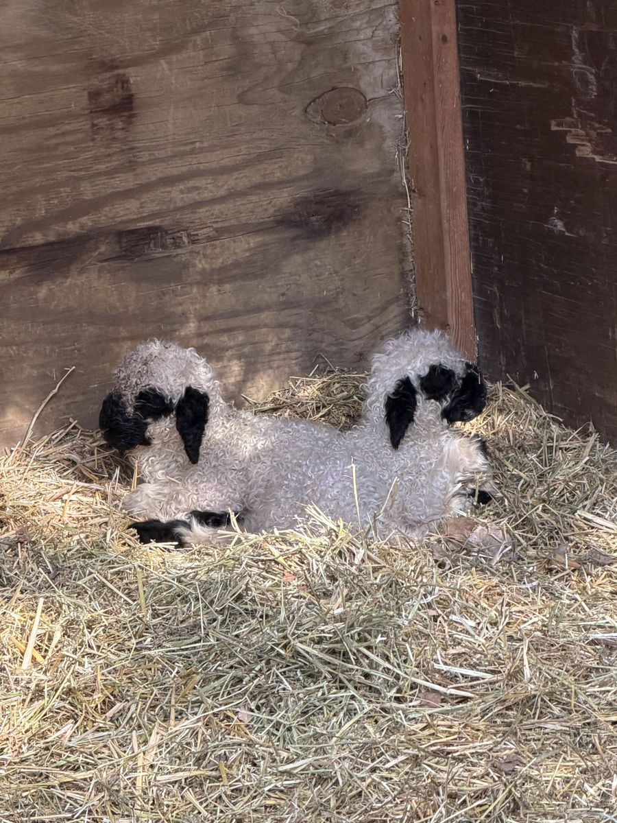 F4 registered Valais Blacknose lambs available
