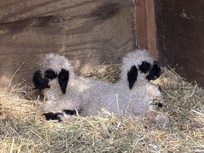 F4 registered Valais Blacknose lambs available