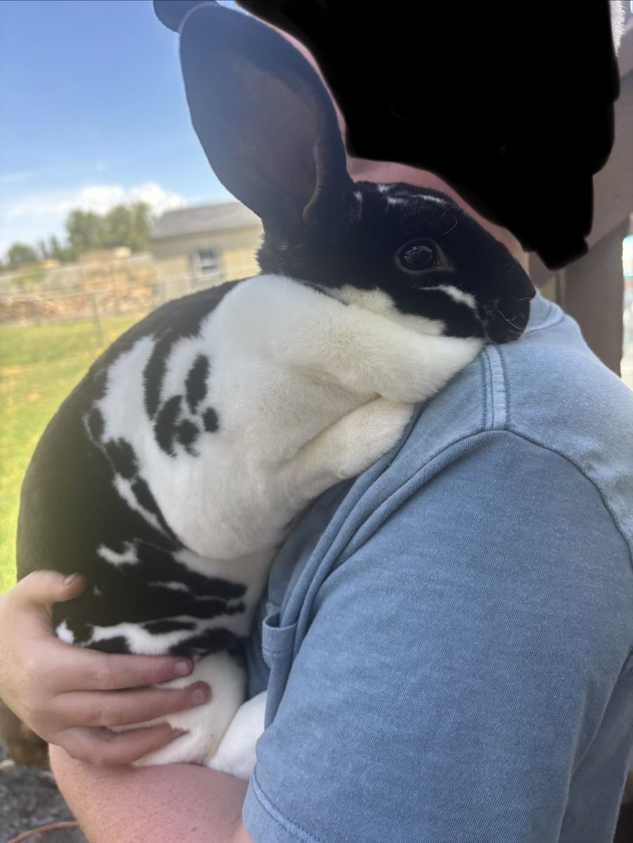 Rex Rabbit