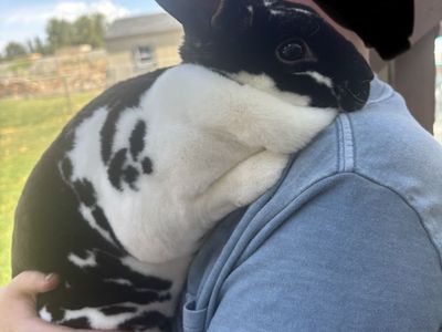 Rex Rabbit