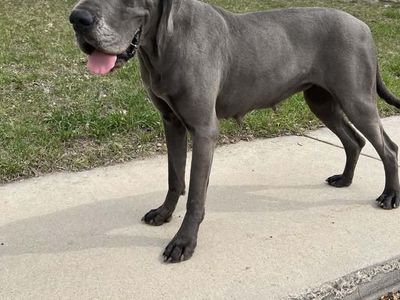 Beautiful female Great Dane with BREEDING!