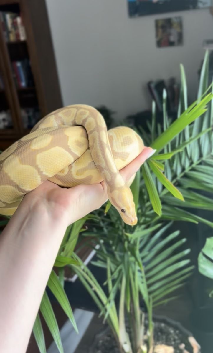 Candindo Ball Python, extra Large