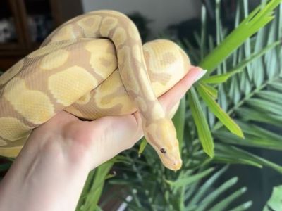 Candindo Ball Python, extra Large