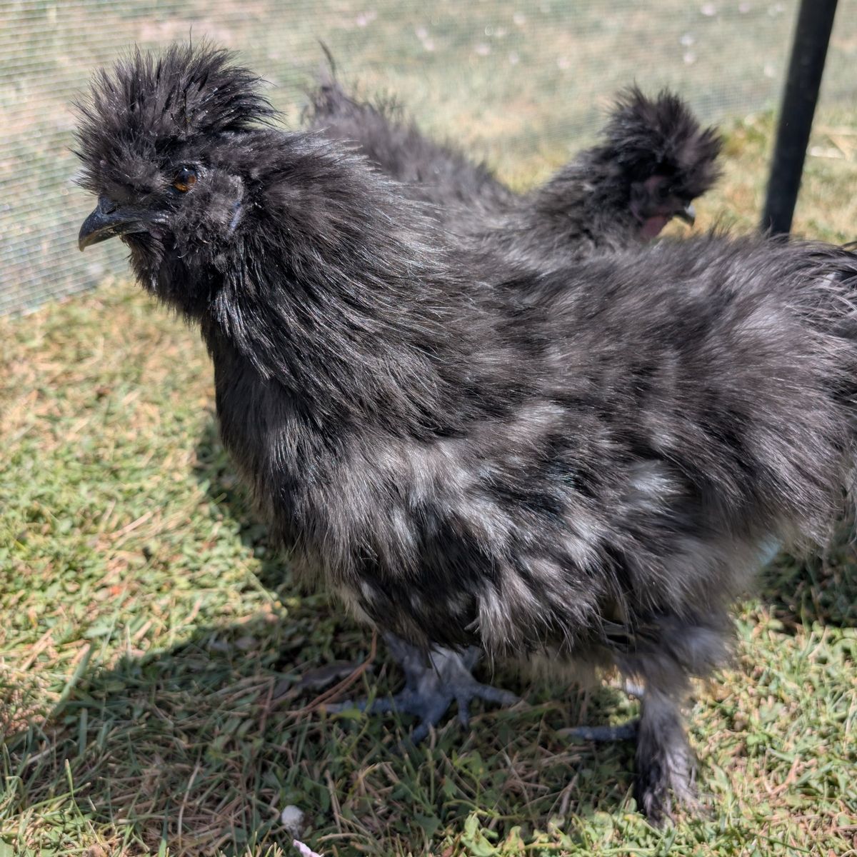 silkies for sale