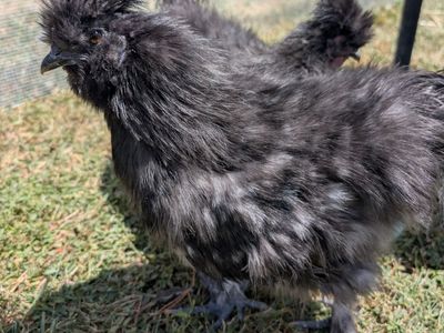silkies for sale