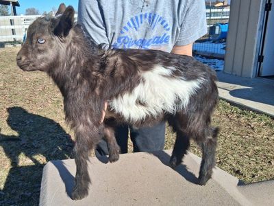 Baby fainting goats!
