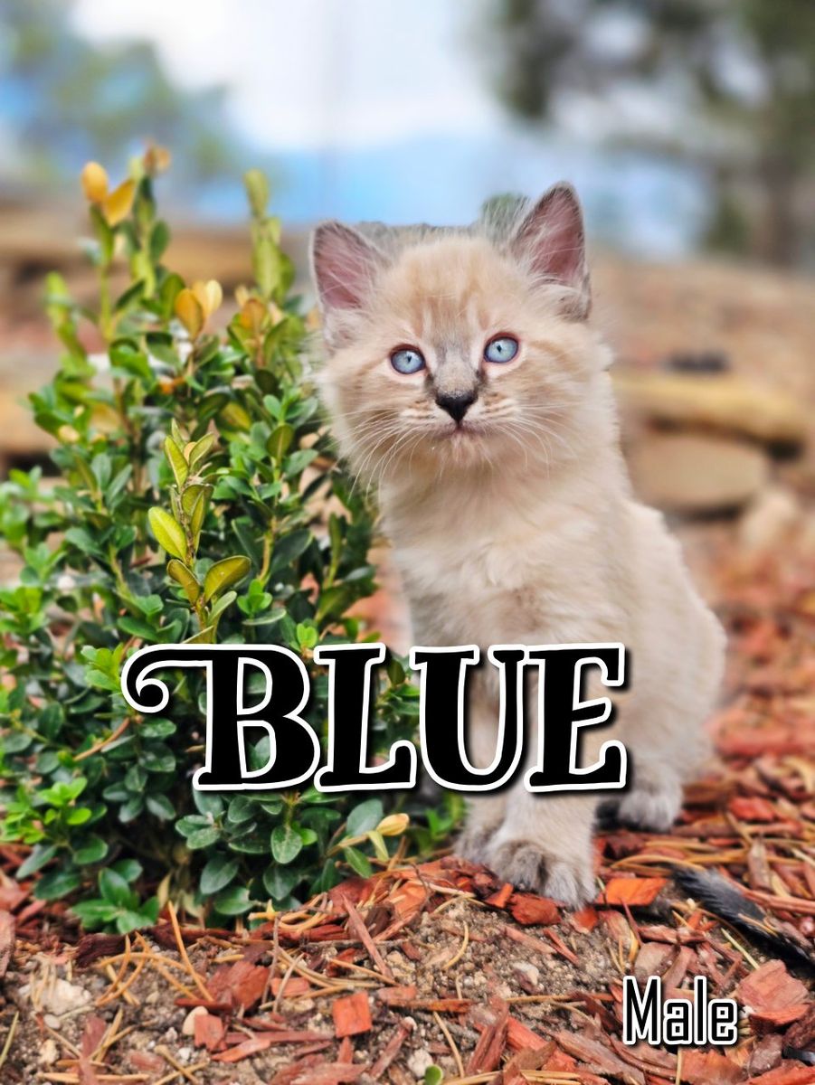 Adorable Kittens For Sale Near Cedar City Ut 
