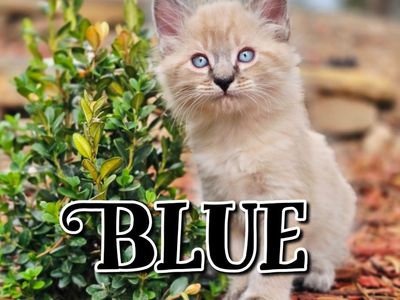 Adorable Kittens For Sale Near Cedar City Ut
