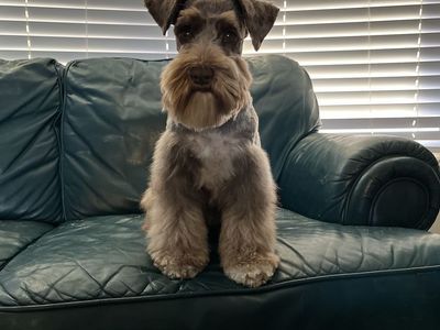 AKC health tested mini schnauzer puppies