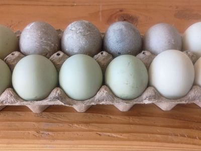Free Range Duck Eggs