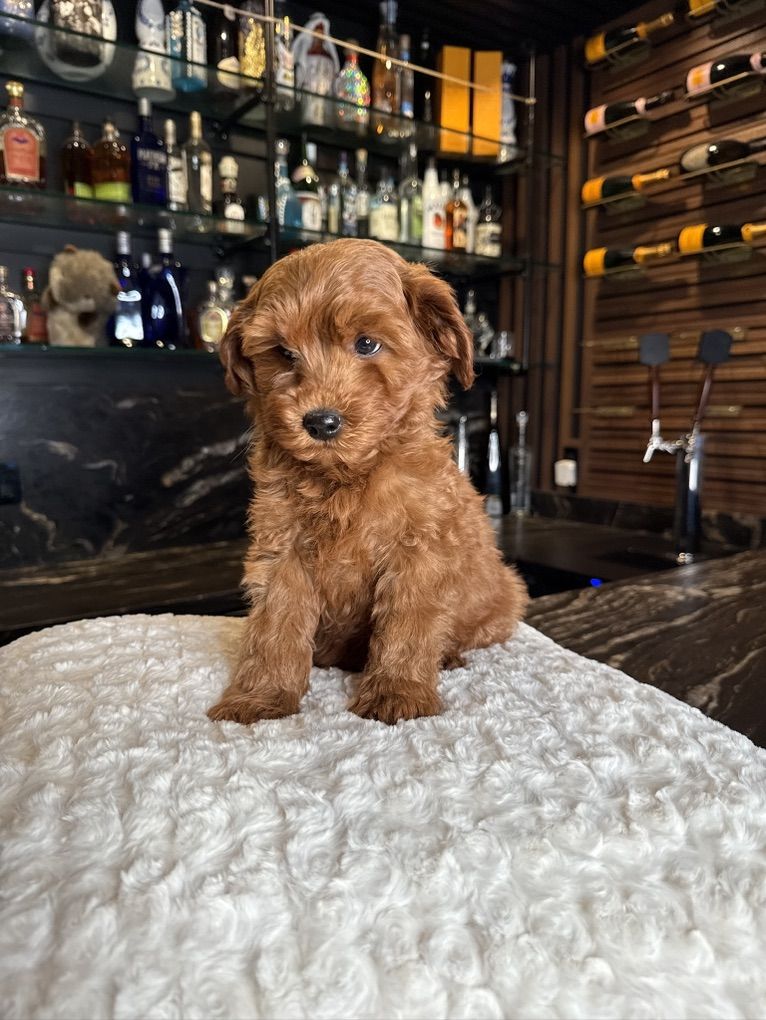 Gorgeous, Trained Deep Red Mini Goldendoodle puppy