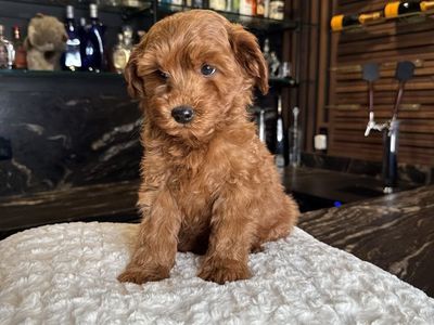 Gorgeous, Trained Deep Red Mini Goldendoodle puppy