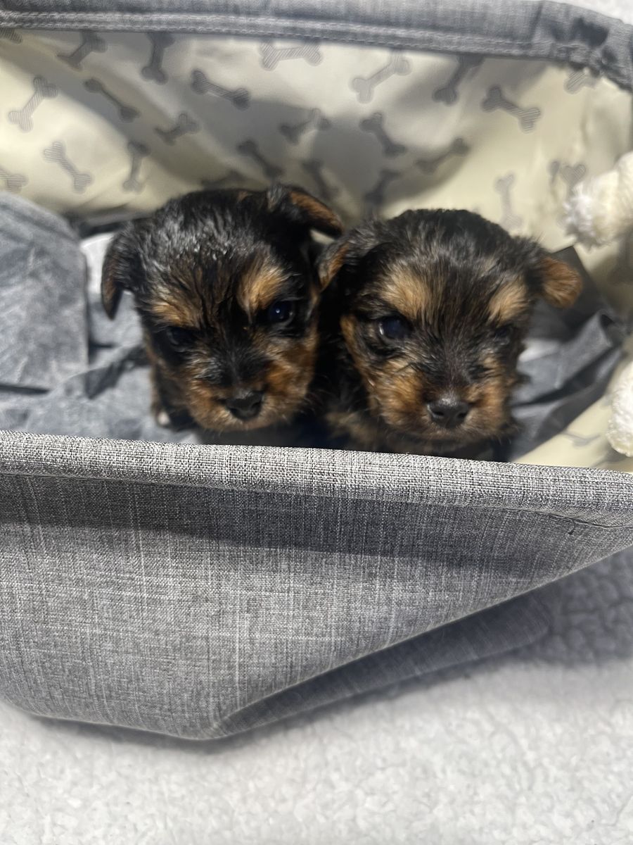 Male Yorkie Puppies