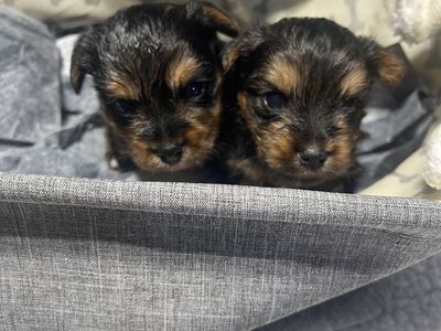 Male Yorkie Puppies