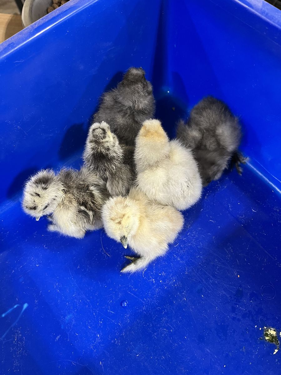Silkie Chicks