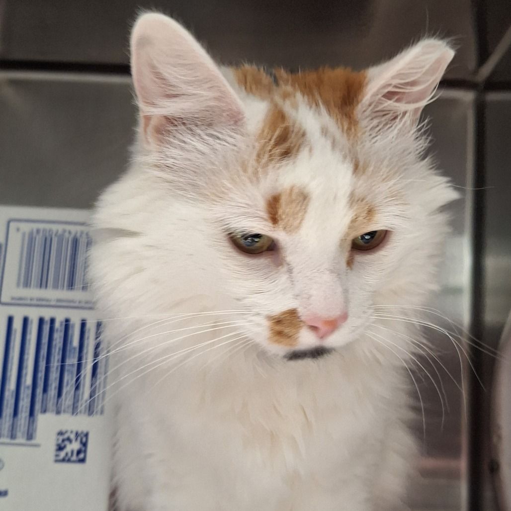 Hello my name is Marmalade