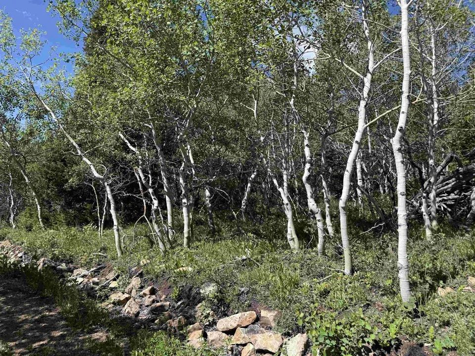 Main image 5