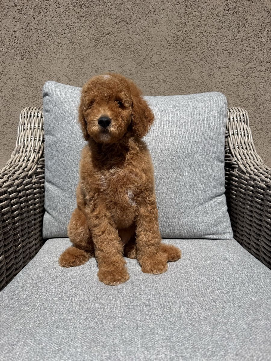 Male Mini Goldendoodle