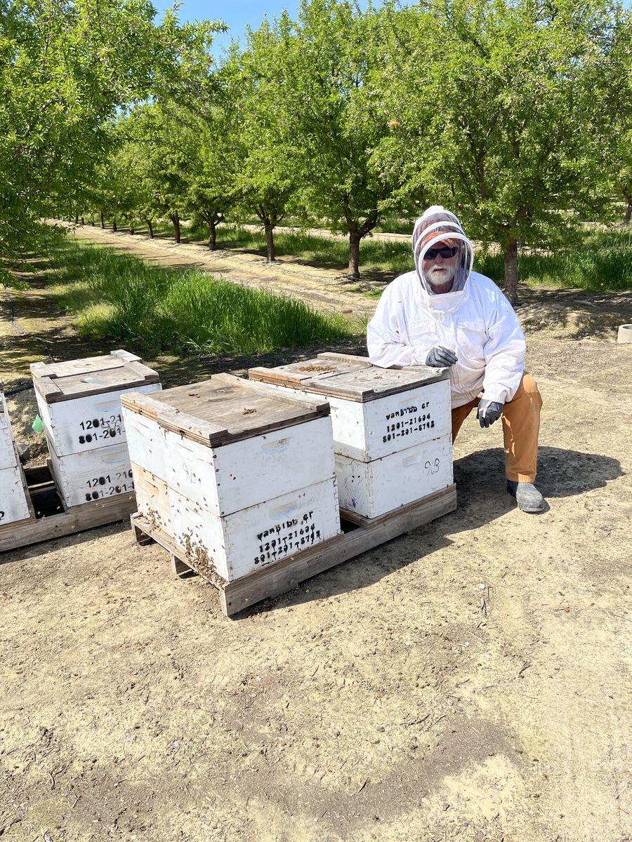 Honey Bees   5 Frame Nucs