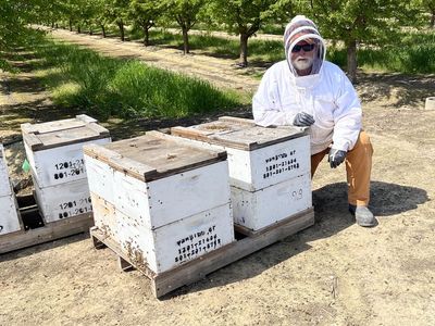 Honey Bees 5 Frame Nucs