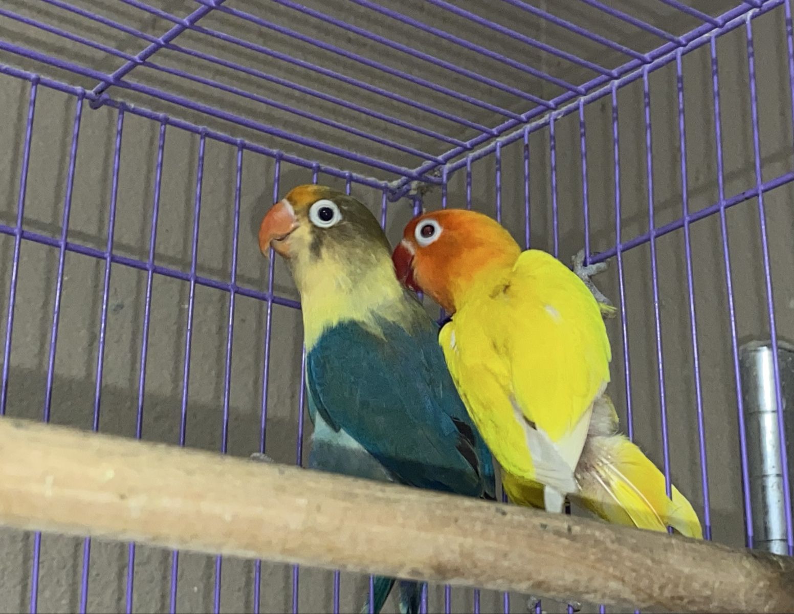 Mated pair of lovebirds