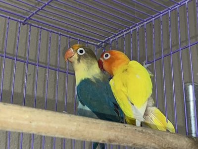 Mated pair of lovebirds