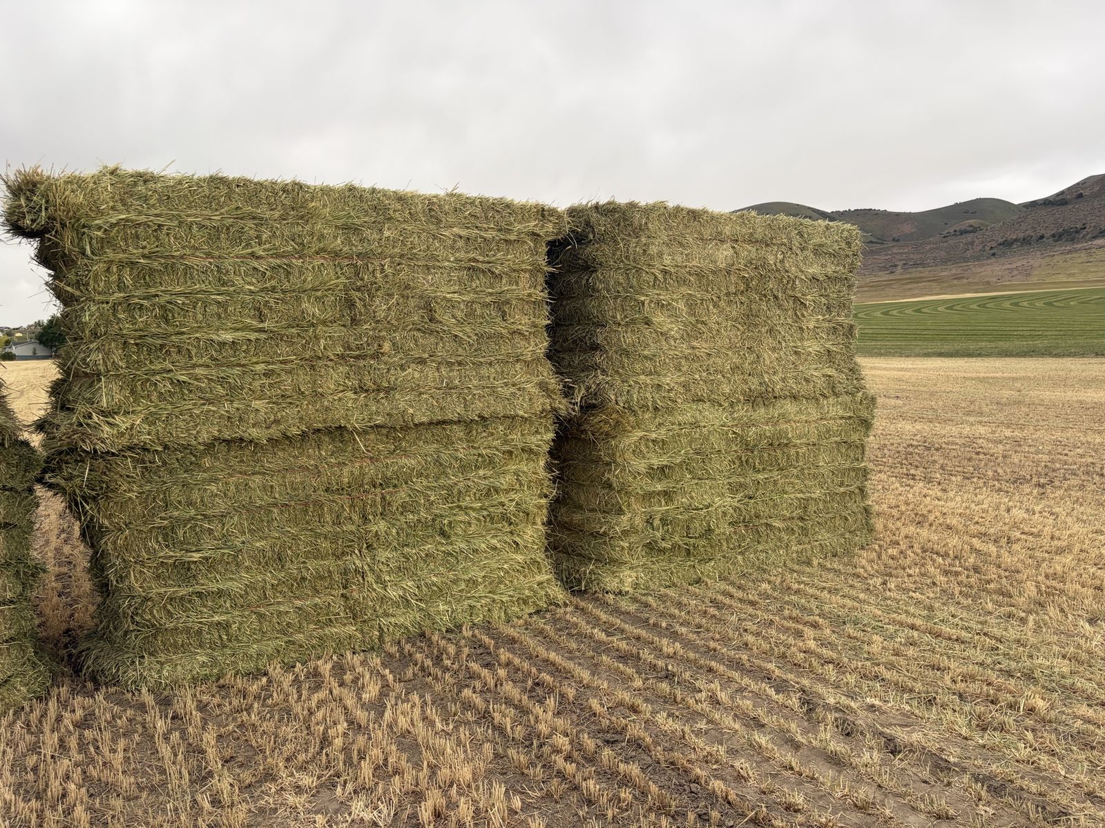 4x4x8 Wheat/Grass Hay
