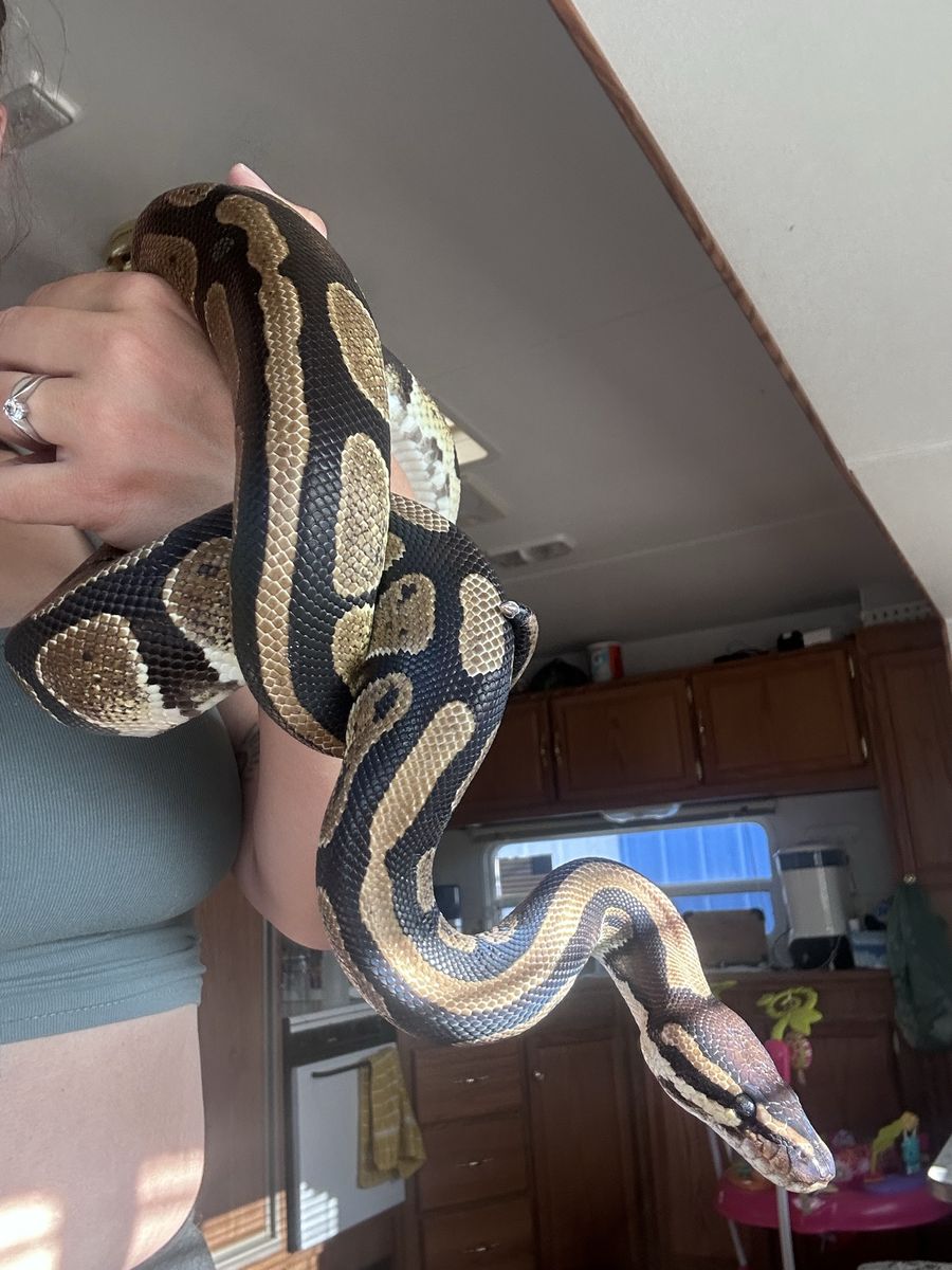 Adult Ball Python