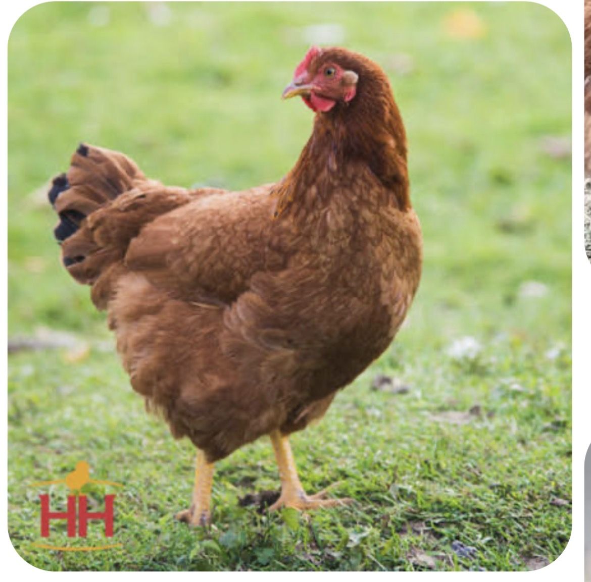 Production Red Pullets