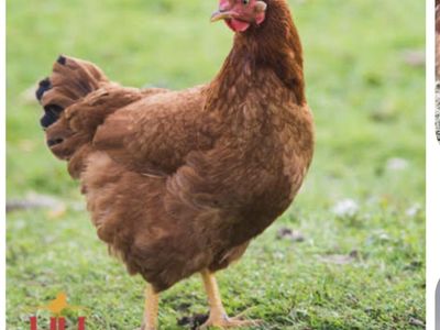 Production Red Pullets