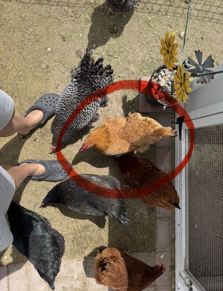 Chicken
