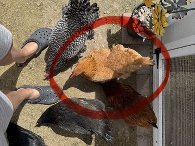 Chicken