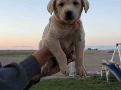 Yellow Labs