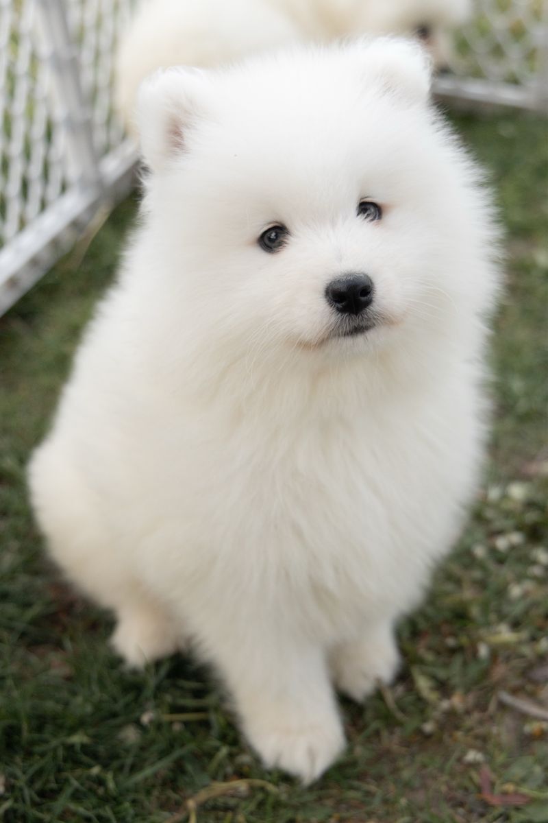 AKC Samoyed puppies, Ready now!!