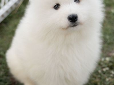 AKC Samoyed puppies, Ready now!!