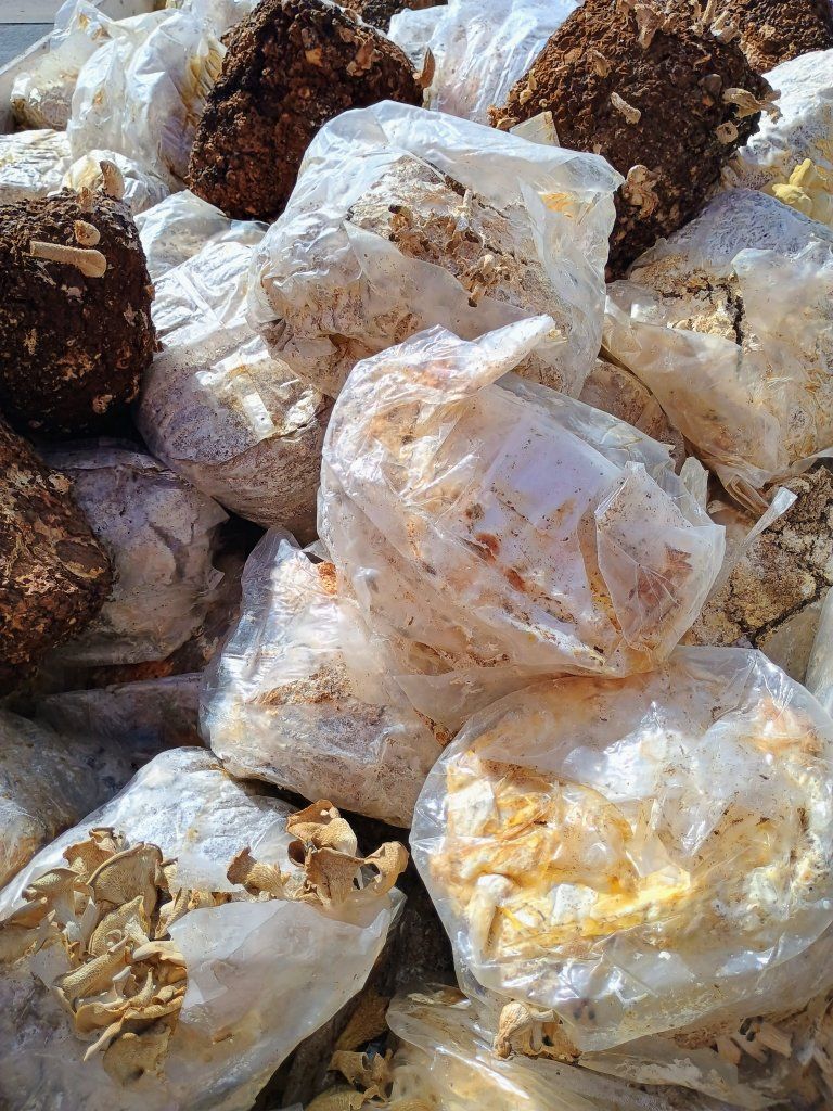 Spent Mushroom Blocks For Sale