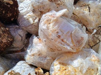 Spent Mushroom Blocks For Sale