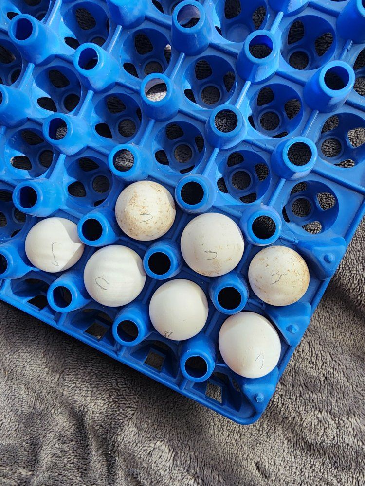 Eggs - Northern Bobwhite Quail