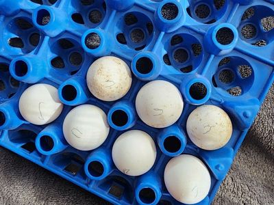 Eggs - Northern Bobwhite Quail