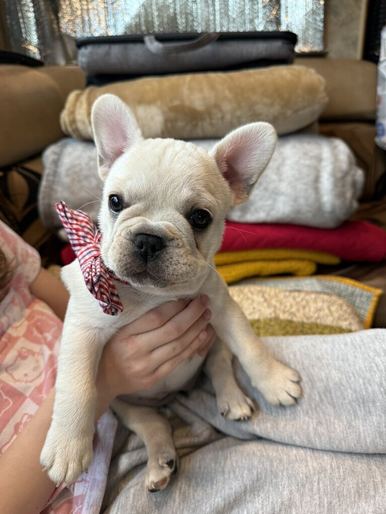 AKC Registered French Bulldog Female Puppy