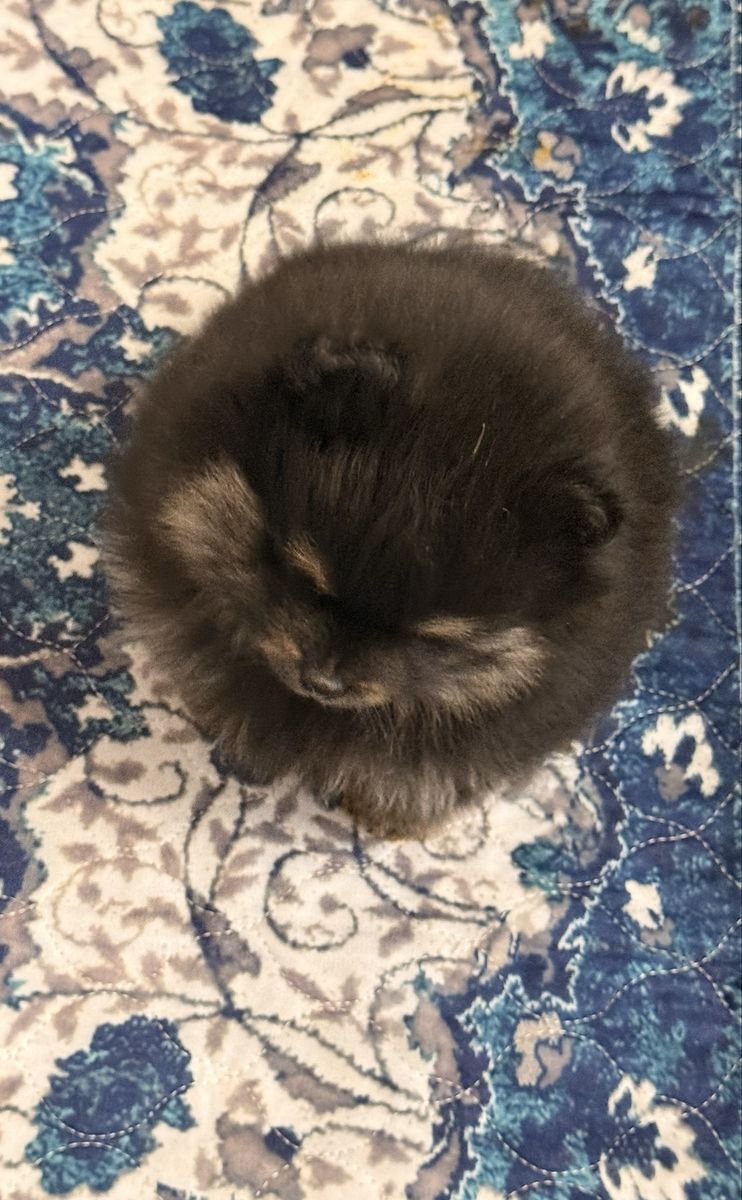 Akc Pomeranian  male puppy….
