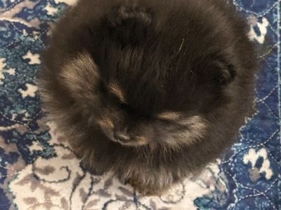 Akc Pomeranian male puppy….