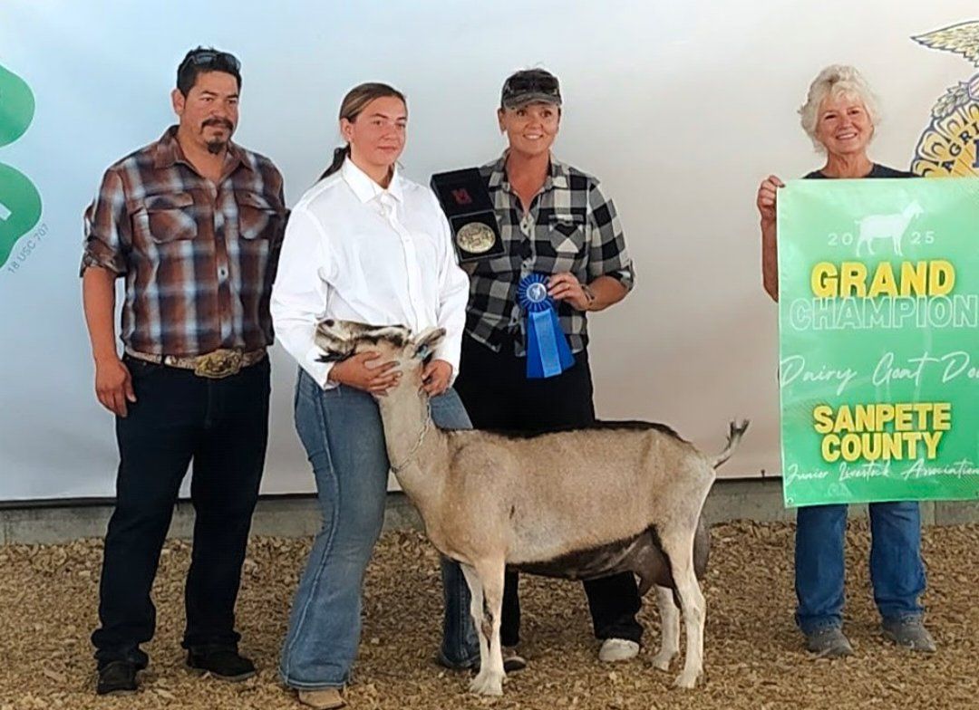 Grand Champion Sable Dairy Goat Doe