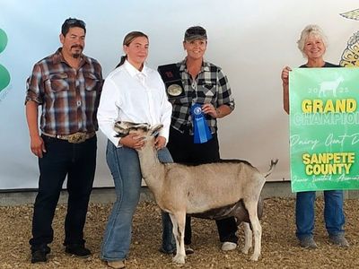 Grand Champion Sable Dairy Goat Doe