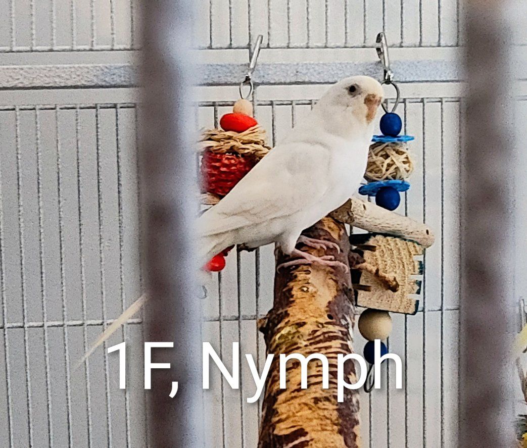 Budgies with cages and supplies