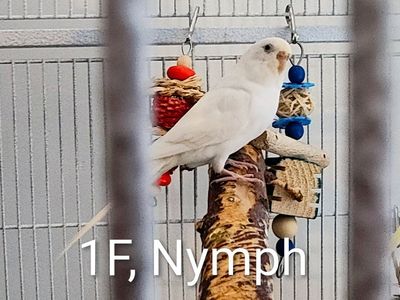 Budgies with cages and supplies