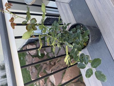 Rose Eden climber