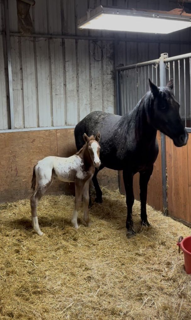 ERB SPOTTED ACRES Appaloosas