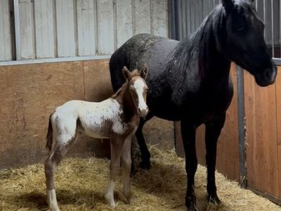 ERB SPOTTED ACRES Appaloosas