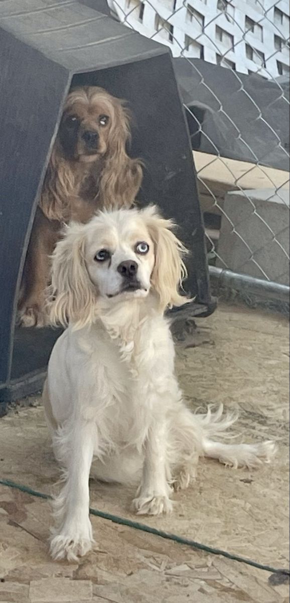 Cavalier Spaniel Maltese Female